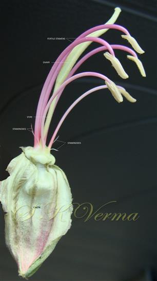  Flower with petals removed